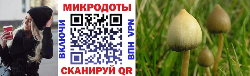 цены наркотик Данков гидра ТОР Псилоцибиновые грибы Cubensis